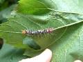 vine moth caterpillar 